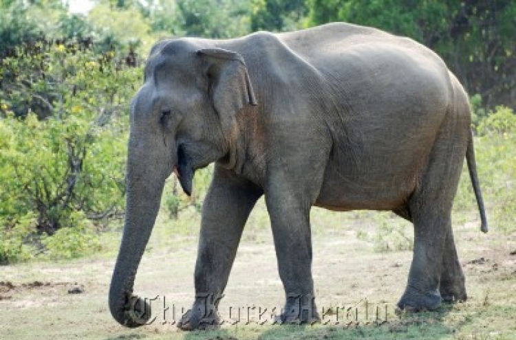 Woman critical after elephant attack at Sydney zoo