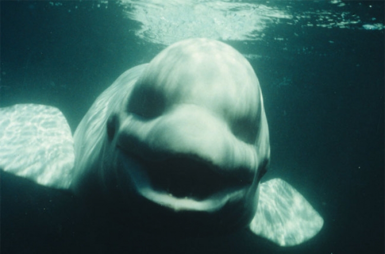 Study: Male beluga whale mimics human speech