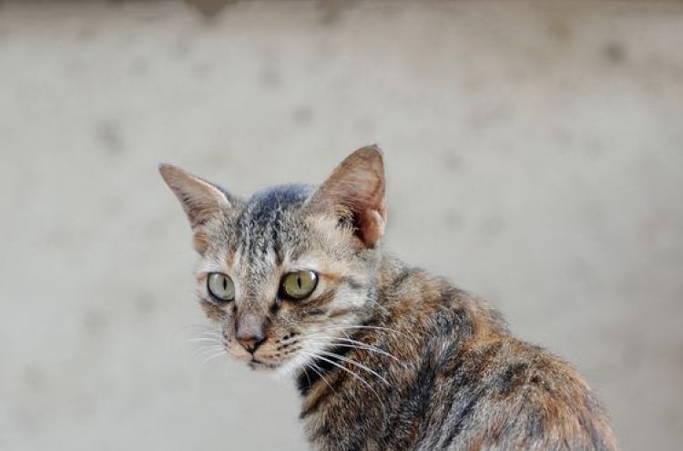 Ancient Roman catacomb found -- by a cat