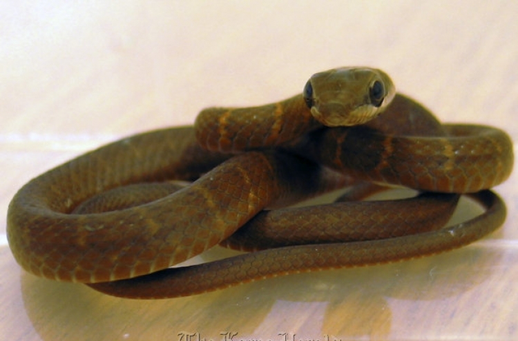 Snake on a plane! Glasgow airport gets a surprise