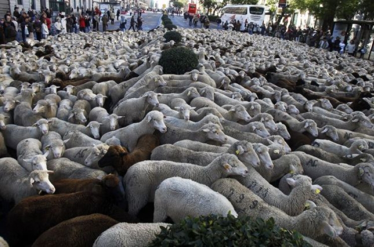 2,000 sheep make appearance in Madrid