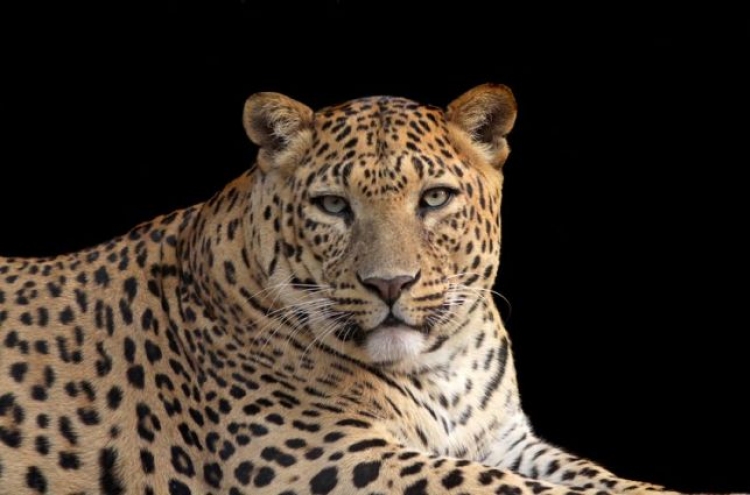 Man-eating leopard blamed for 15 deaths