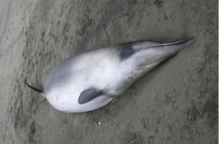 Mysterious whales seen in New Zealand