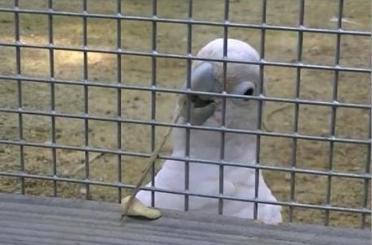 Cockatoo makes, uses tool to get food