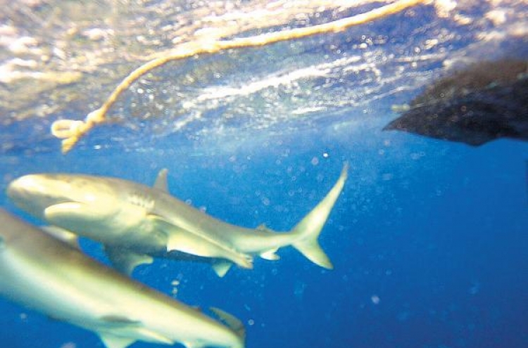 Jump in a shark cage off Hawaii?  Yes, people really pay to do this