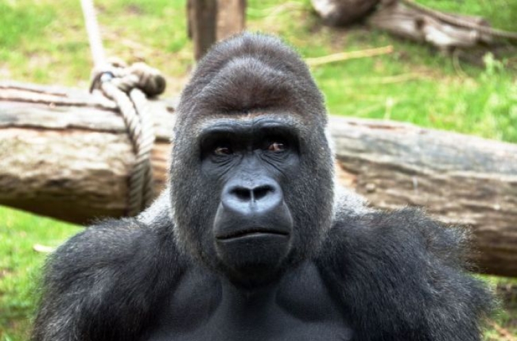 Gorillas get birth control at U.S. zoos