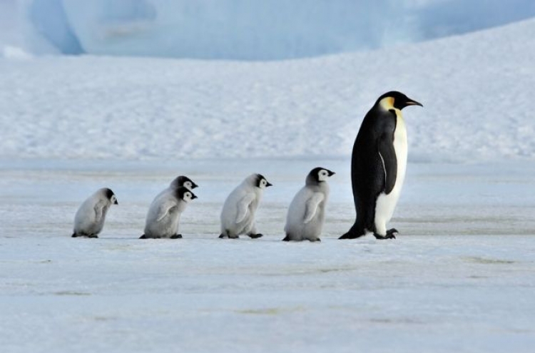 Argentine experts find giant penguin fossils in Antarctica