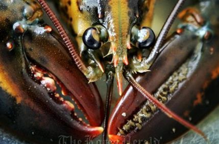 Like trees, lobsters show age in growth rings