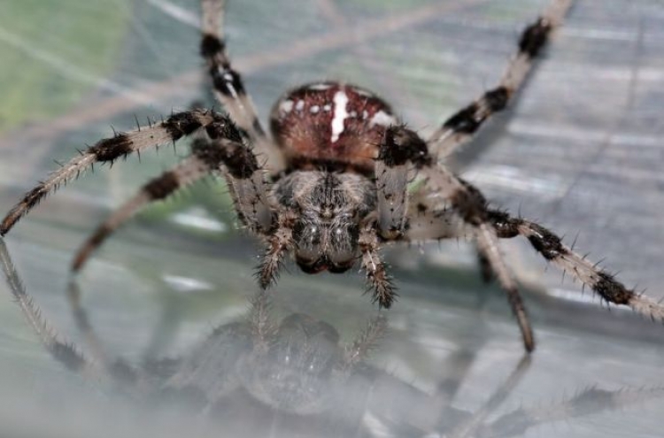 Deadly spiders mistakenly shipped to U.K.