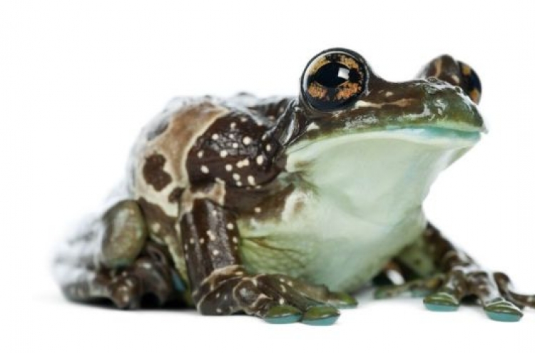Frogs in milk could lead to new drugs