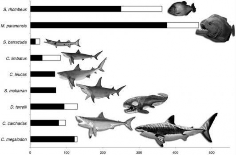 Ancient 'Megapiranha' had strongest bite