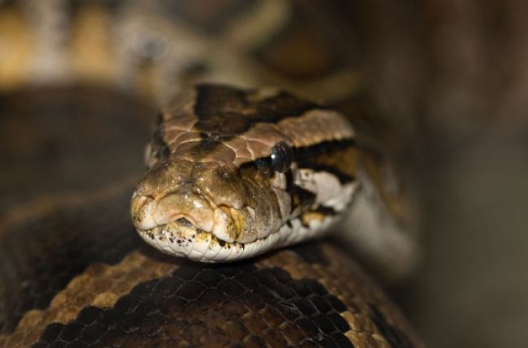 17-foot python spotted, killed in Florida