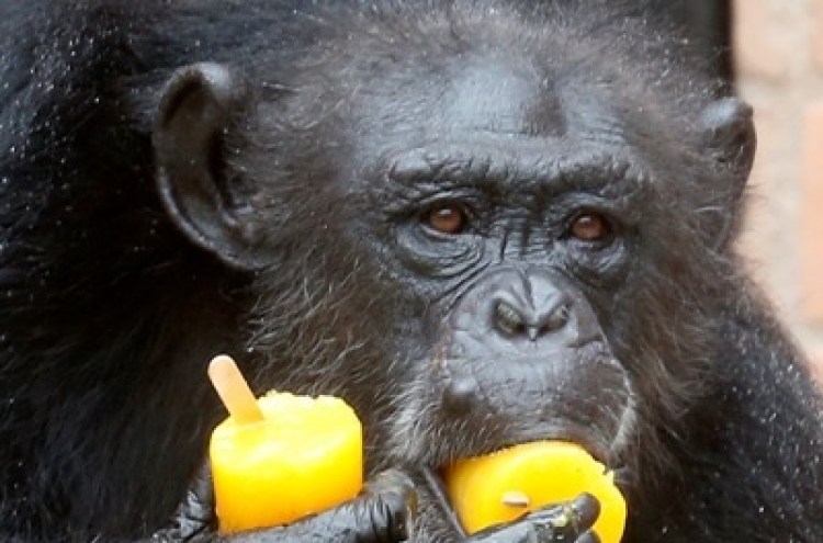 Apes have a sense of fairness: report