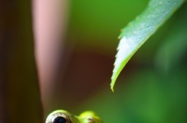 New ‘flying’ frog discovered in Vietnam