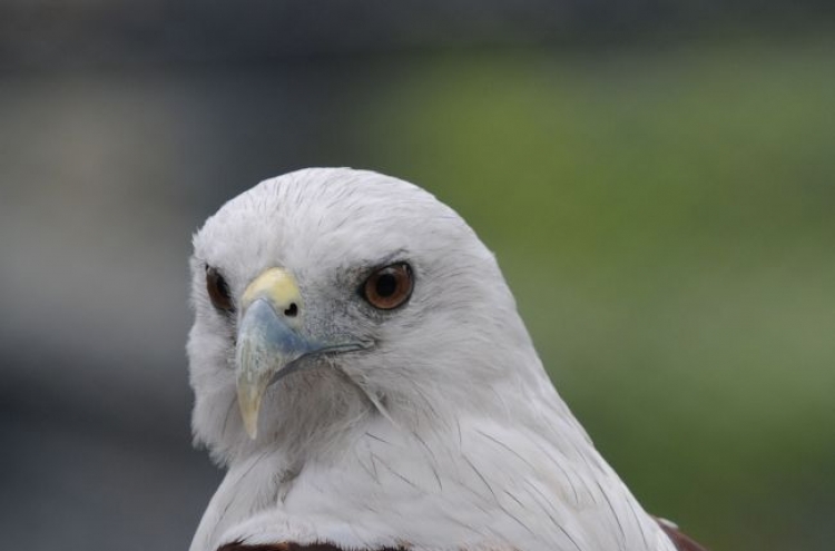 Britain: Birds said harmed by pollutant