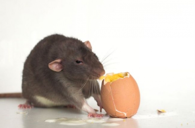 Woman with 300+ rats being evicted