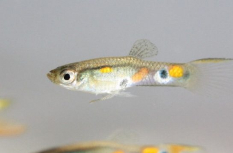 Guppies use ugly friends to seem more attractive