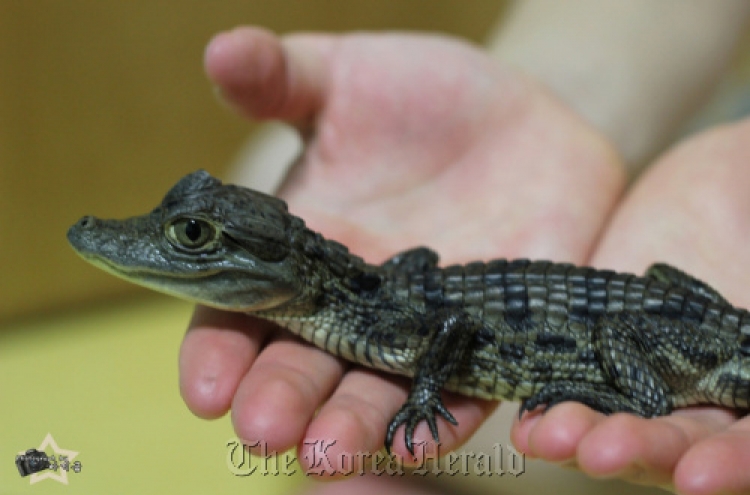 Reptiles, amphibians can make kids sick