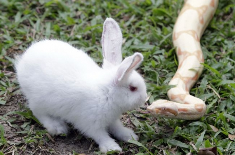 Demise of Neanderthals linked to rabbits