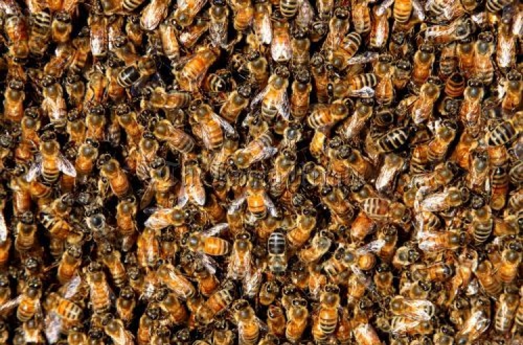 Bee stings might help destroy HIV cells