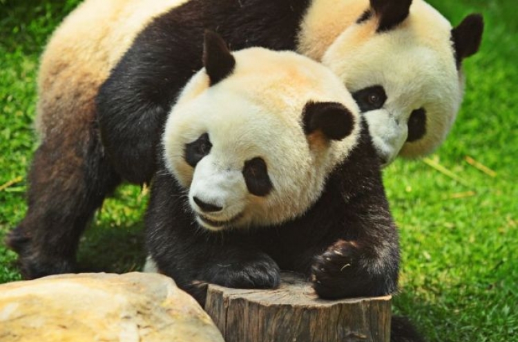Chinese zoo shows pandas ‘porn’ to get them mating