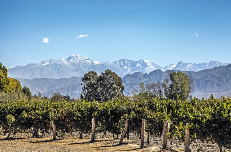 Argentina mixes olives and wine, keeps travelers happy