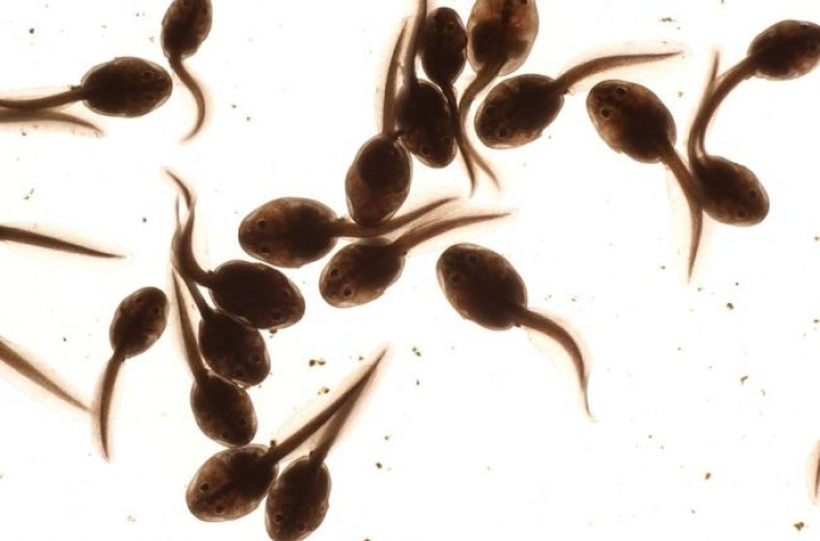 Woman hid tadpoles in her mouth at airport