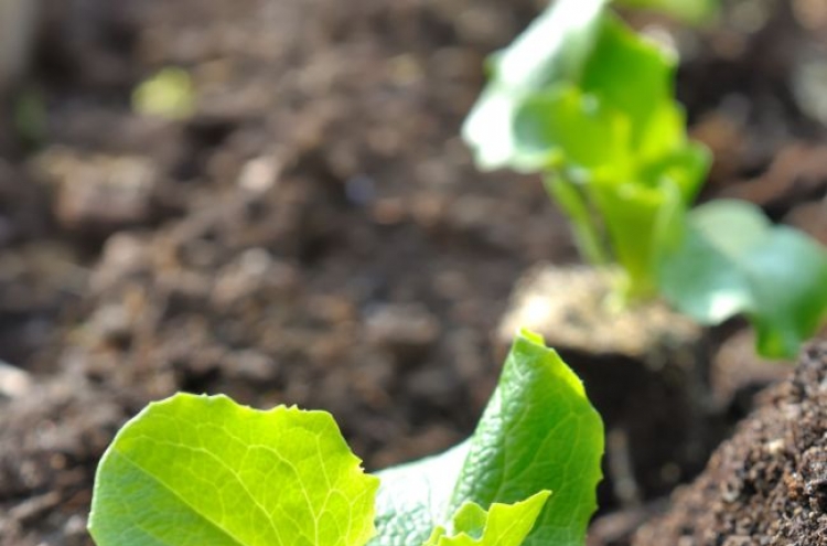 Seoul’s urban expats seek gardening oasis