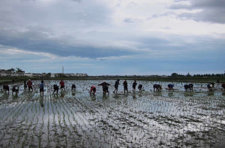 N. Korean farmers planting rice with profits in mind