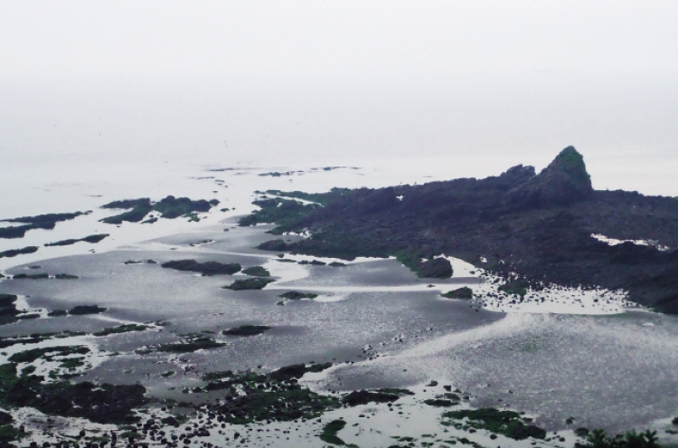 A walk by the pine trees, by the ocean