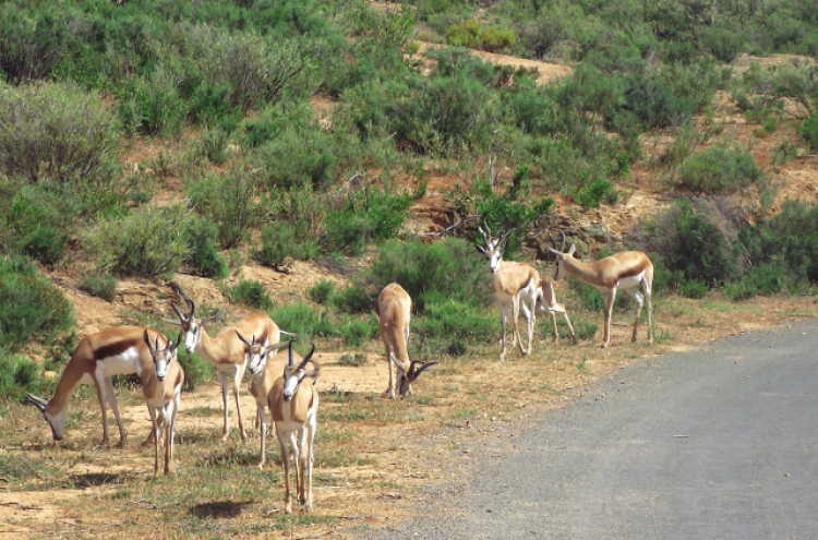 Up close with animals of Africa