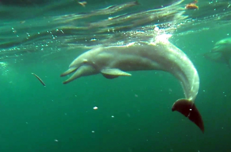 Two illegally captured dolphins freed off Jeju