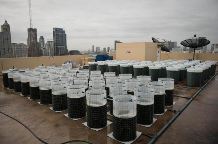 Edible algae ― coming to a rooftop near you?