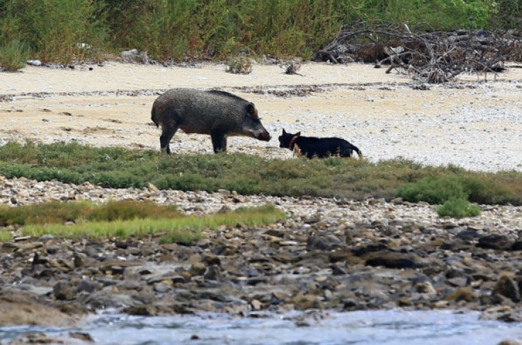 Boar war: Korea struggles to deal with wild pigs