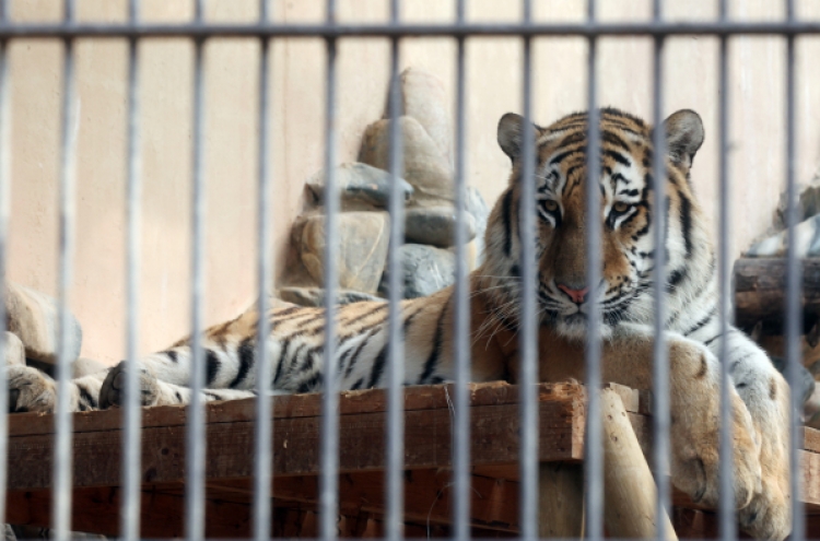 Zookeeper attacked by tiger