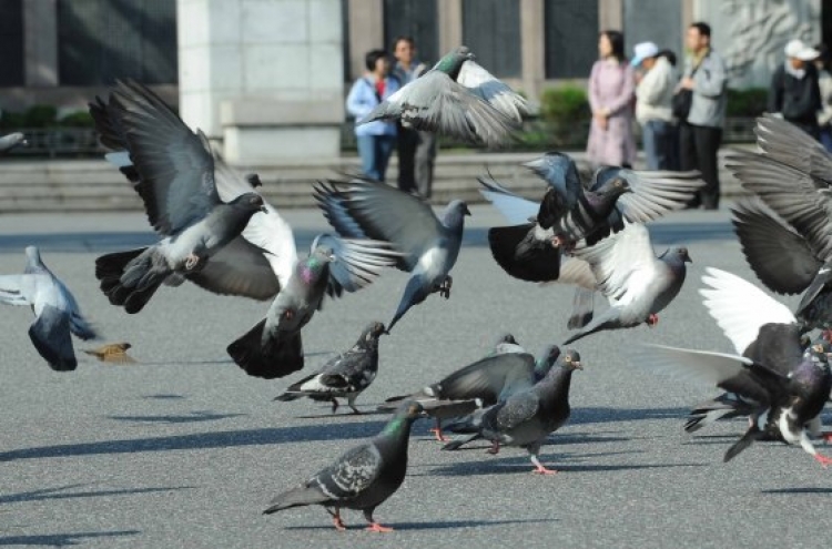 Korea grapples with health risks, damage from city pigeons