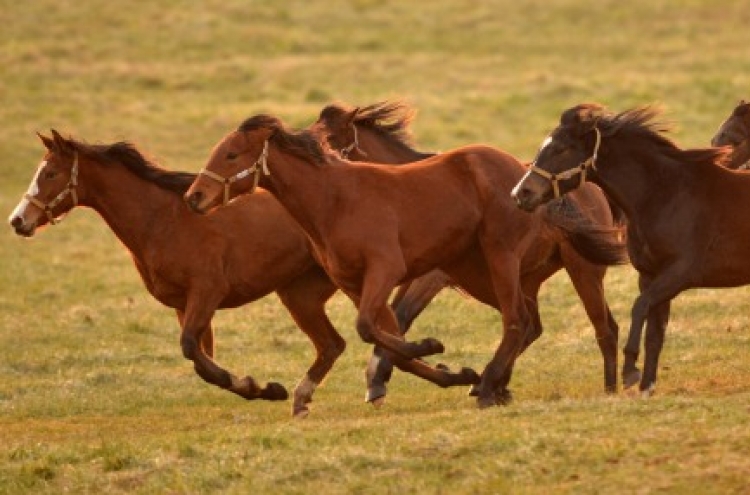 [Photo News] Year of horse