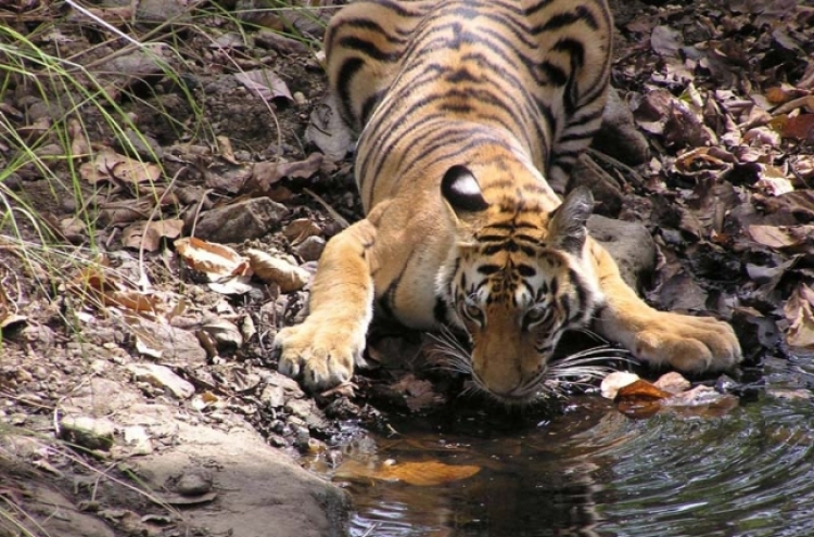 India scrambles to save tigers from deadly virus
