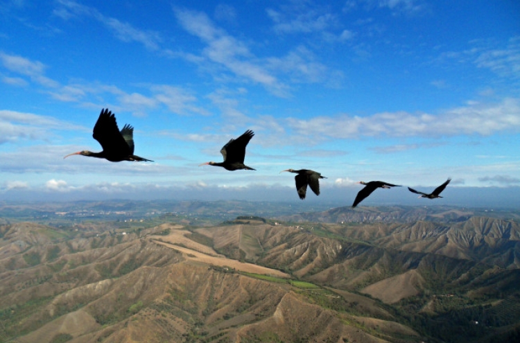 Birds sync wing beats in formation