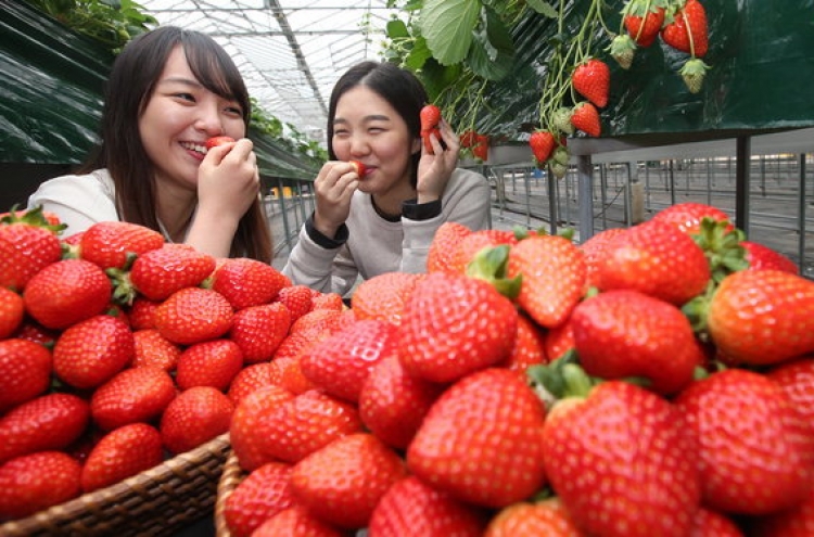 '딸기, 콜레스트롤 낮추는데 특효'  칼로리도 낮아