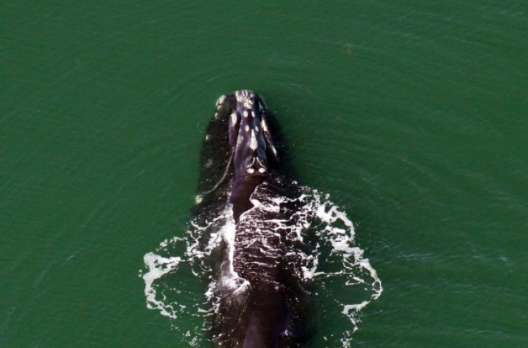 More whales being hit by ships along U.S. coast