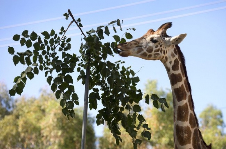 Sacramento Zoo wants your yard waste