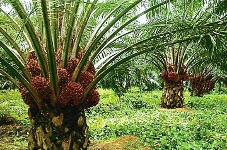 Addressing palm oil concerns in Malaysia