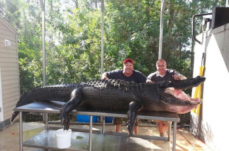 340kg 괴물 악어, 맨손으로 때려잡은 두 남성 화제