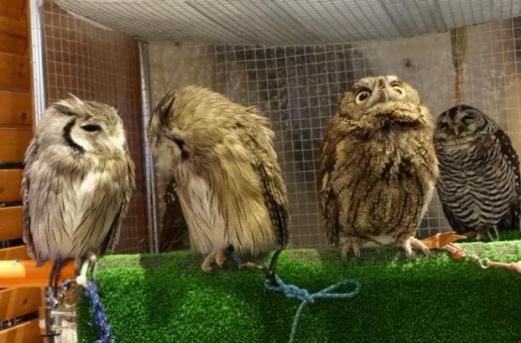 It’s a hoot hanging out with owls at Tokyo cafe