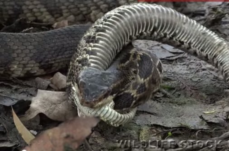 (동영상) 방울뱀과 살모사의 혈투