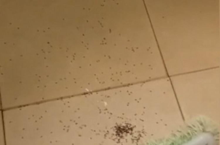 (영상) 거미 뱃속에서 새끼거미떼 ’폭발‘