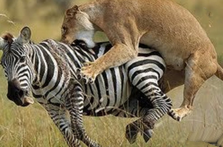 사자의 무자비한 공격..‘충격적 반전’