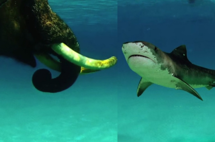 코끼리, 상어 수중 결투? ‘충격적 사진’