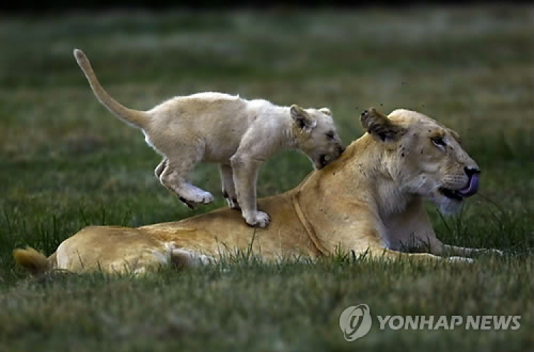 남아공 동물원서 관광객 사자에 물려 숨져